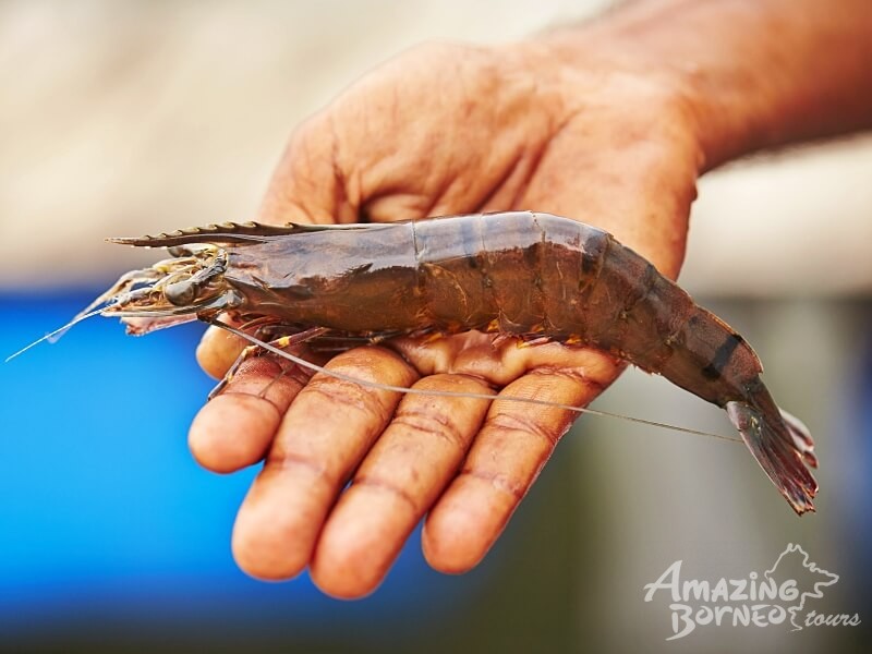 Prawn in hand Seafood